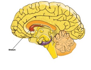 Localização do Striatum no cérebro